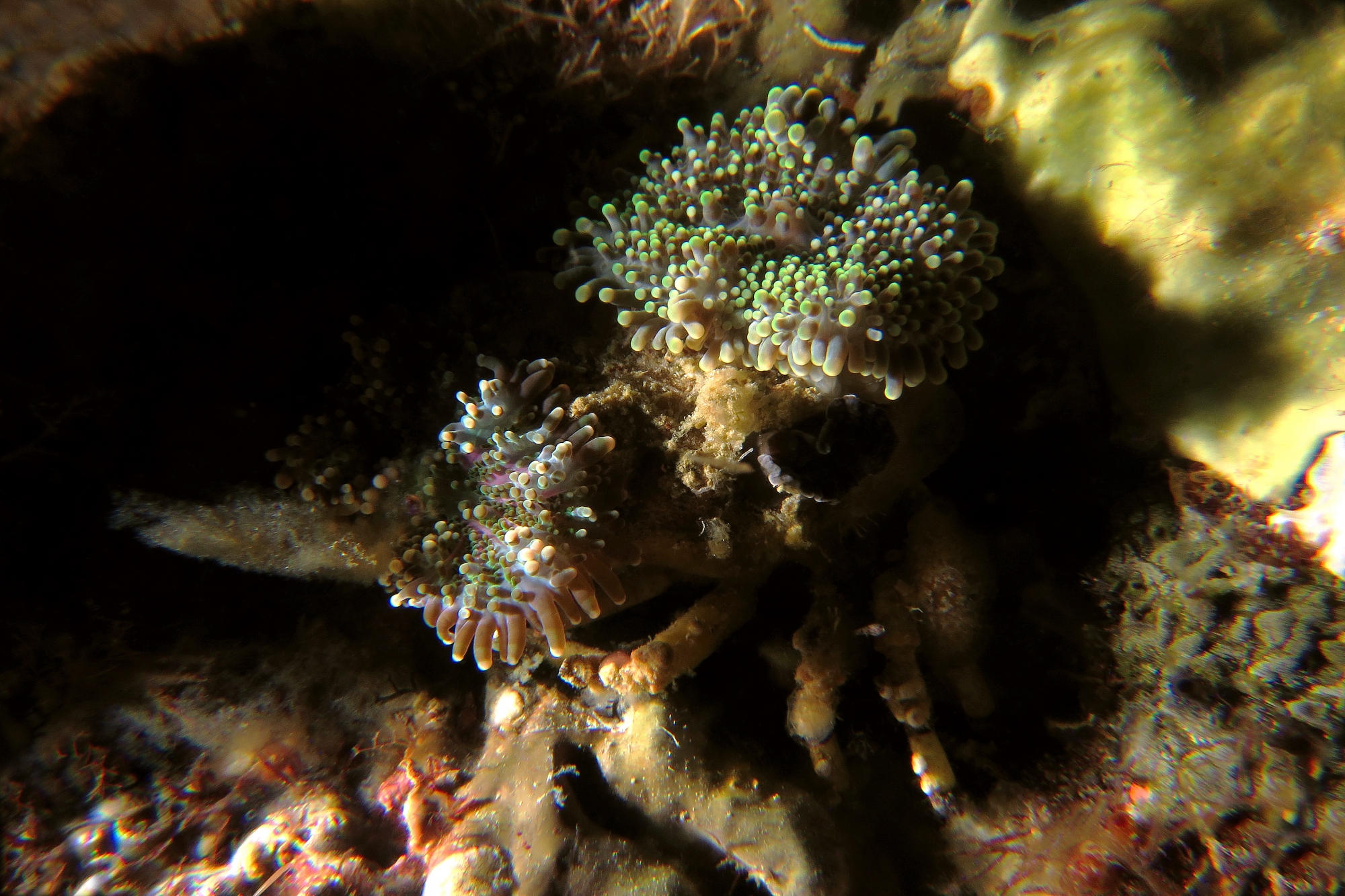 Cyclocoeloma tuberculata