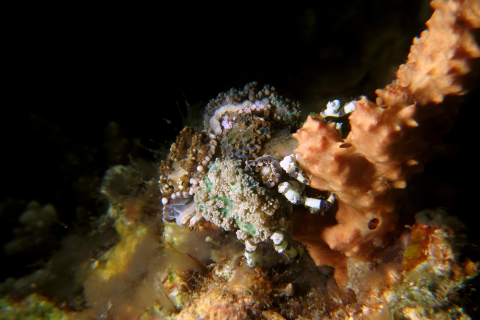 Cyclocoeloma tuberculata