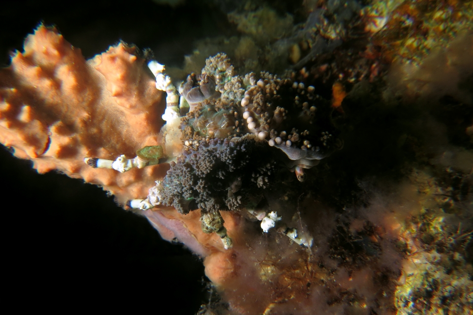 Cyclocoeloma tuberculata