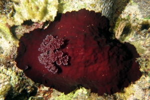 Hexabranchus sanguineus