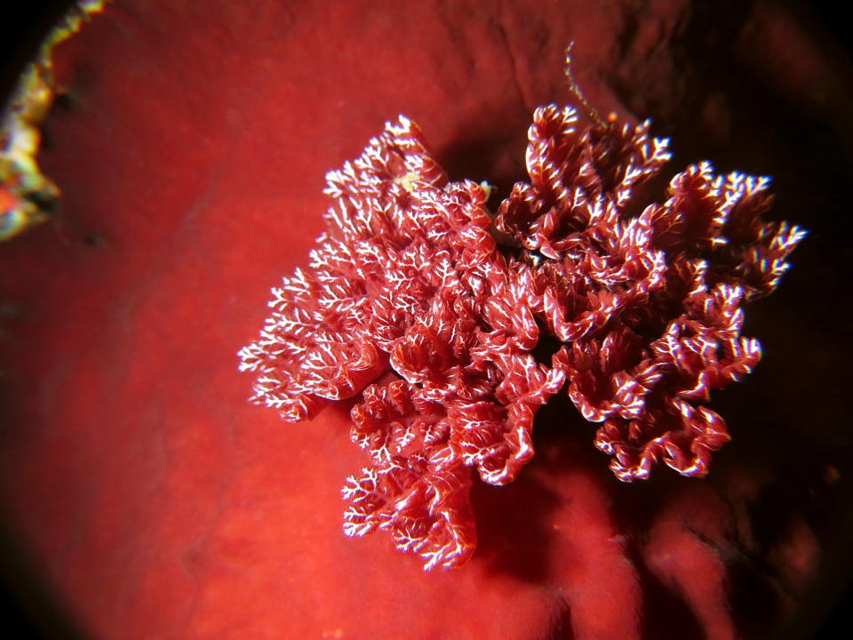 Hexabranchus sanguineus