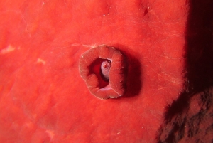 Hexabranchus sanguineus