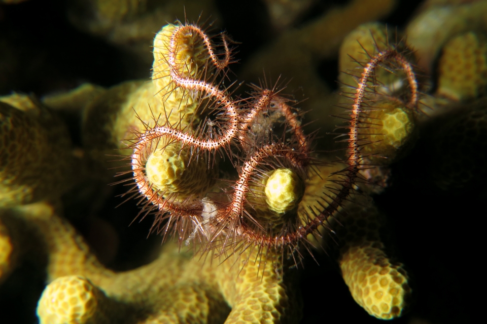 Ophiothrix purpurea