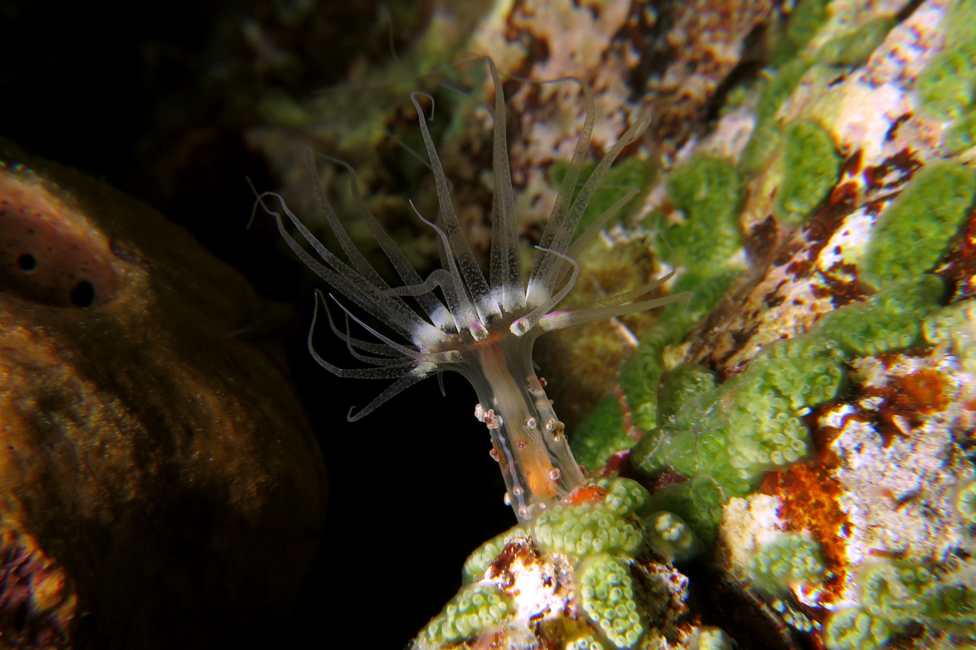 Alicia sansibarensis