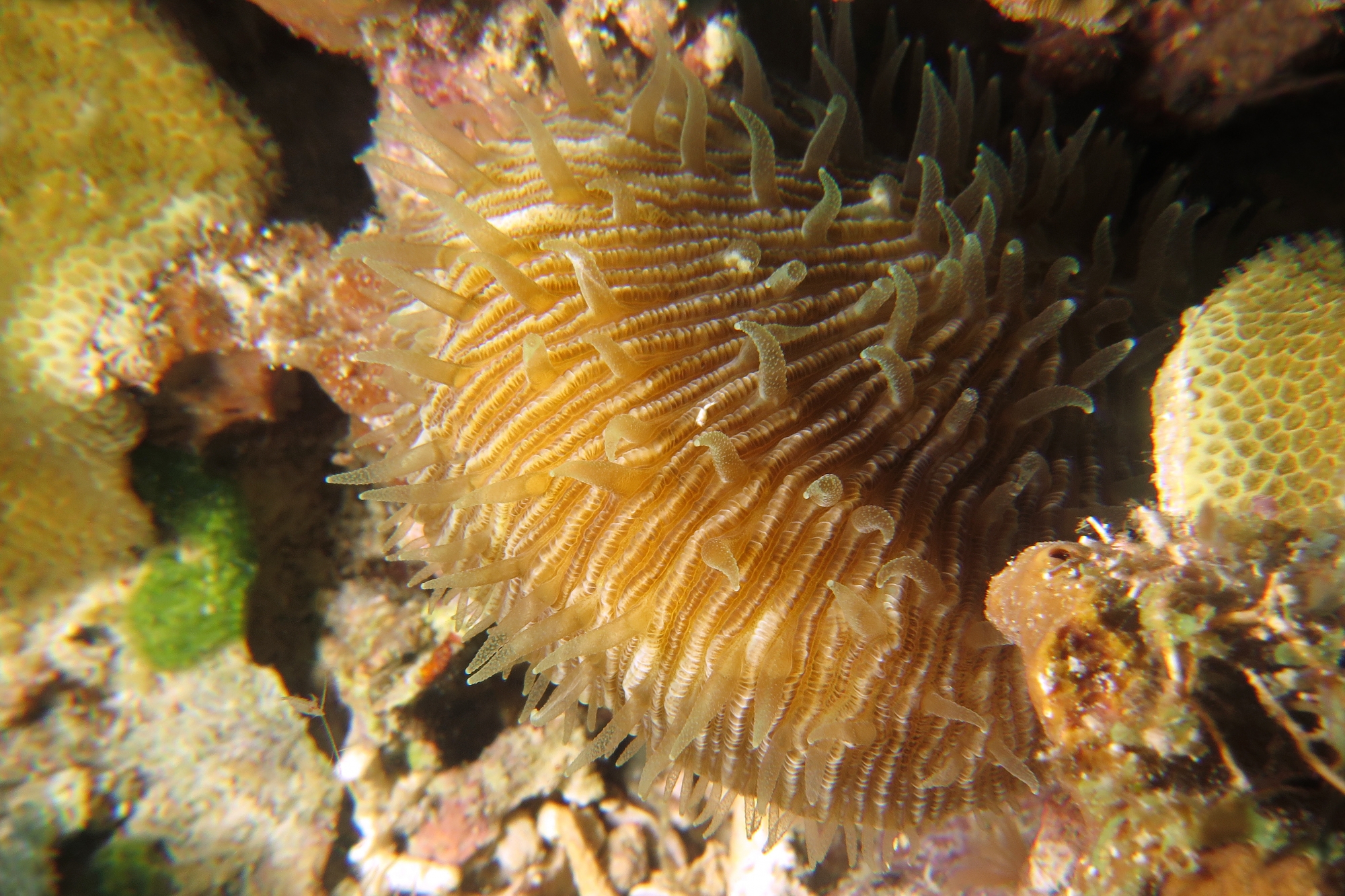 Fungia fungites