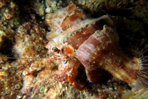 Dardanus pedunculatus, Calliactis polypus