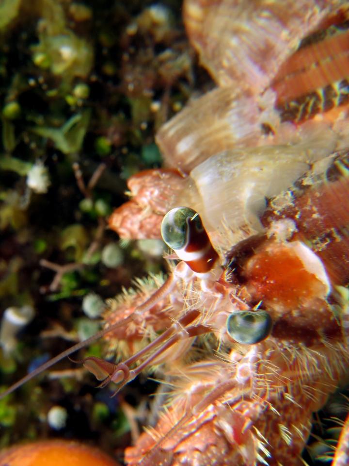Dardanus pedunculatus