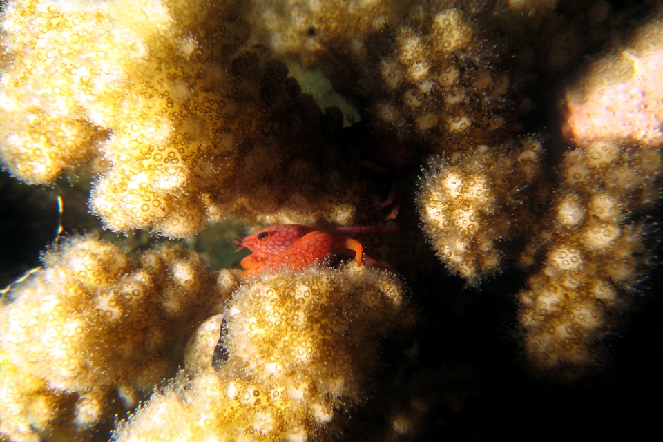 Trapezia septata