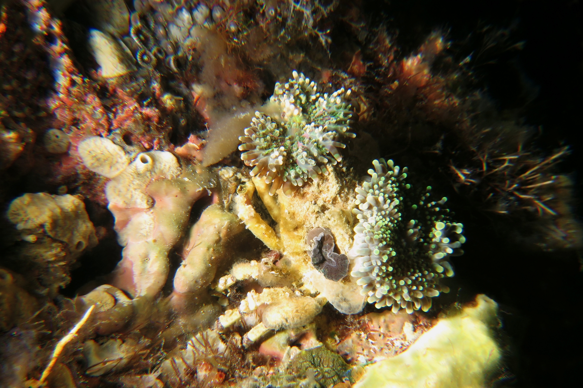Cyclocoeloma tuberculata