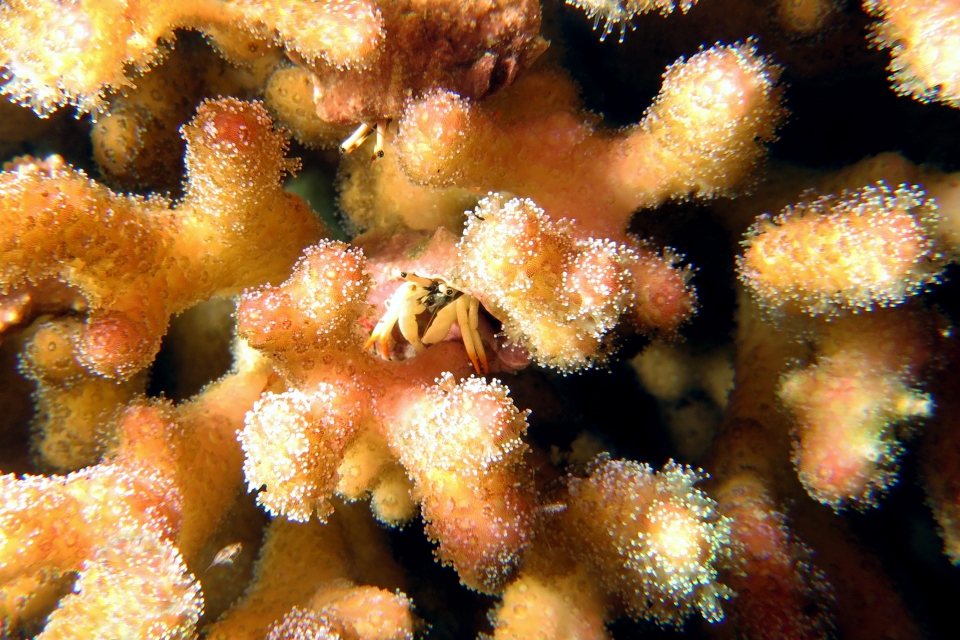 Calcinus minutus