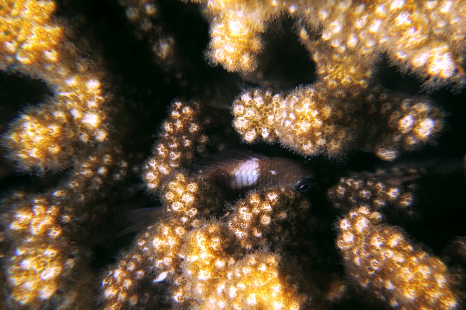 Dascyllus trimaculatus