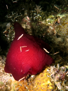 Pleurobranchus forskalii