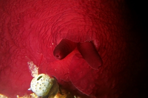 Pleurobranchus forskalii