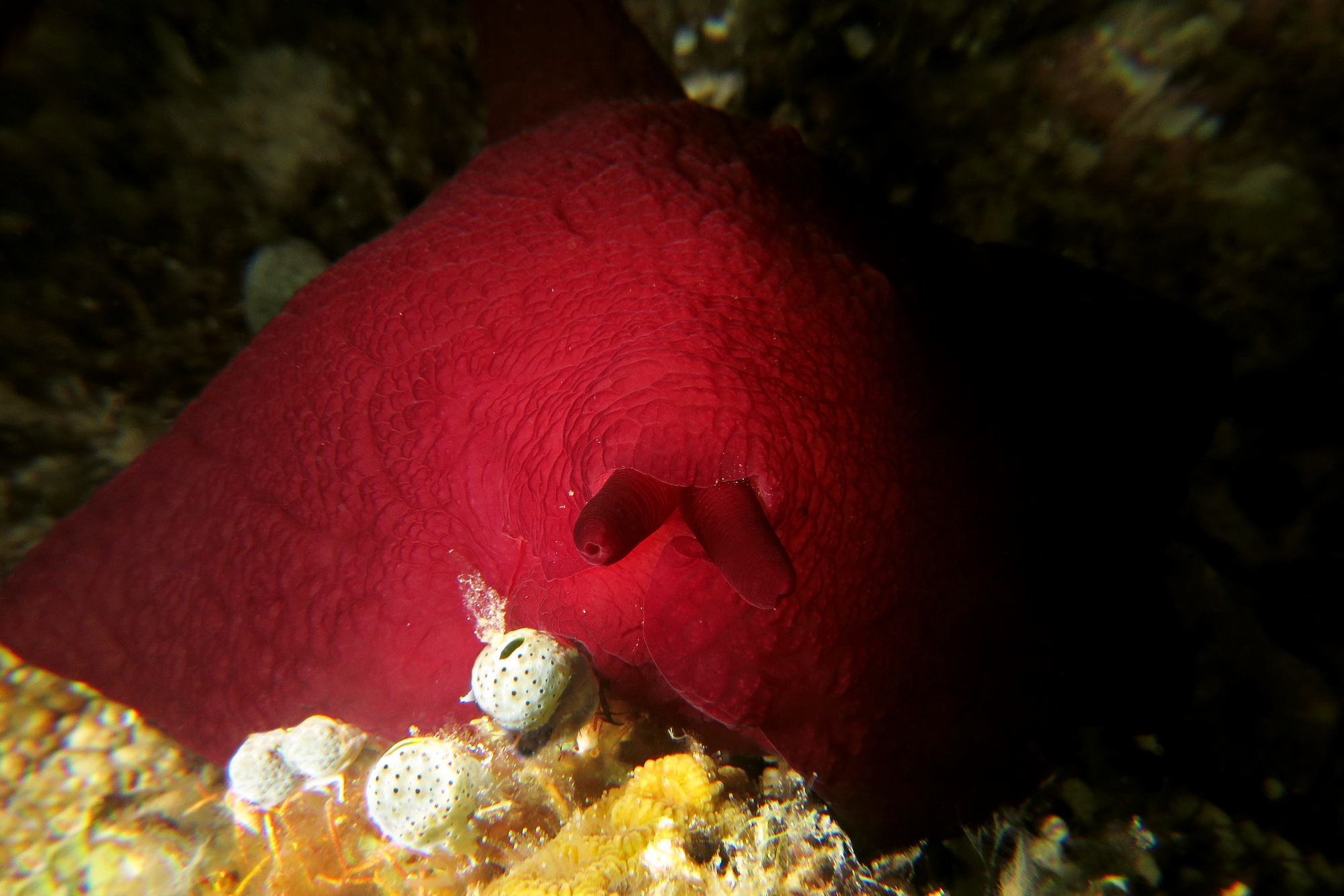 Pleurobranchus forskalii