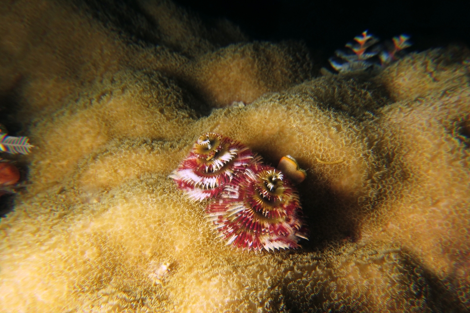 Spirobranchus giganteus
