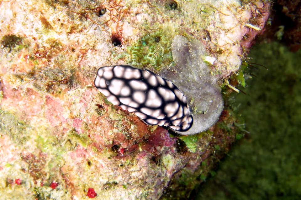Phyllidiella pustulosa