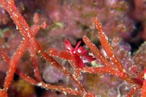 Okenia kondoi, Tropidozoum cellariiforme