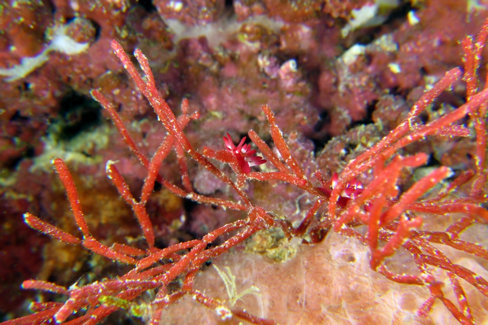 Okenia kondoi, Tropidozoum cellariiforme