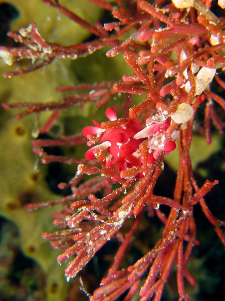 Okenia kondoi ou nakamotoensis, Tropidozoum cellariiforme