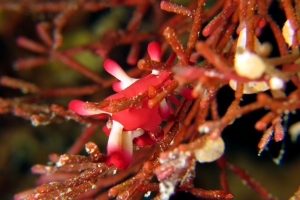 Okenia kondoi ou nakamotoensis, Tropidozoum cellariiforme