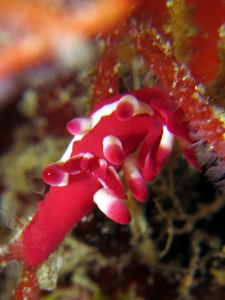 Okenia kondoi, Tropidozoum cellariiforme