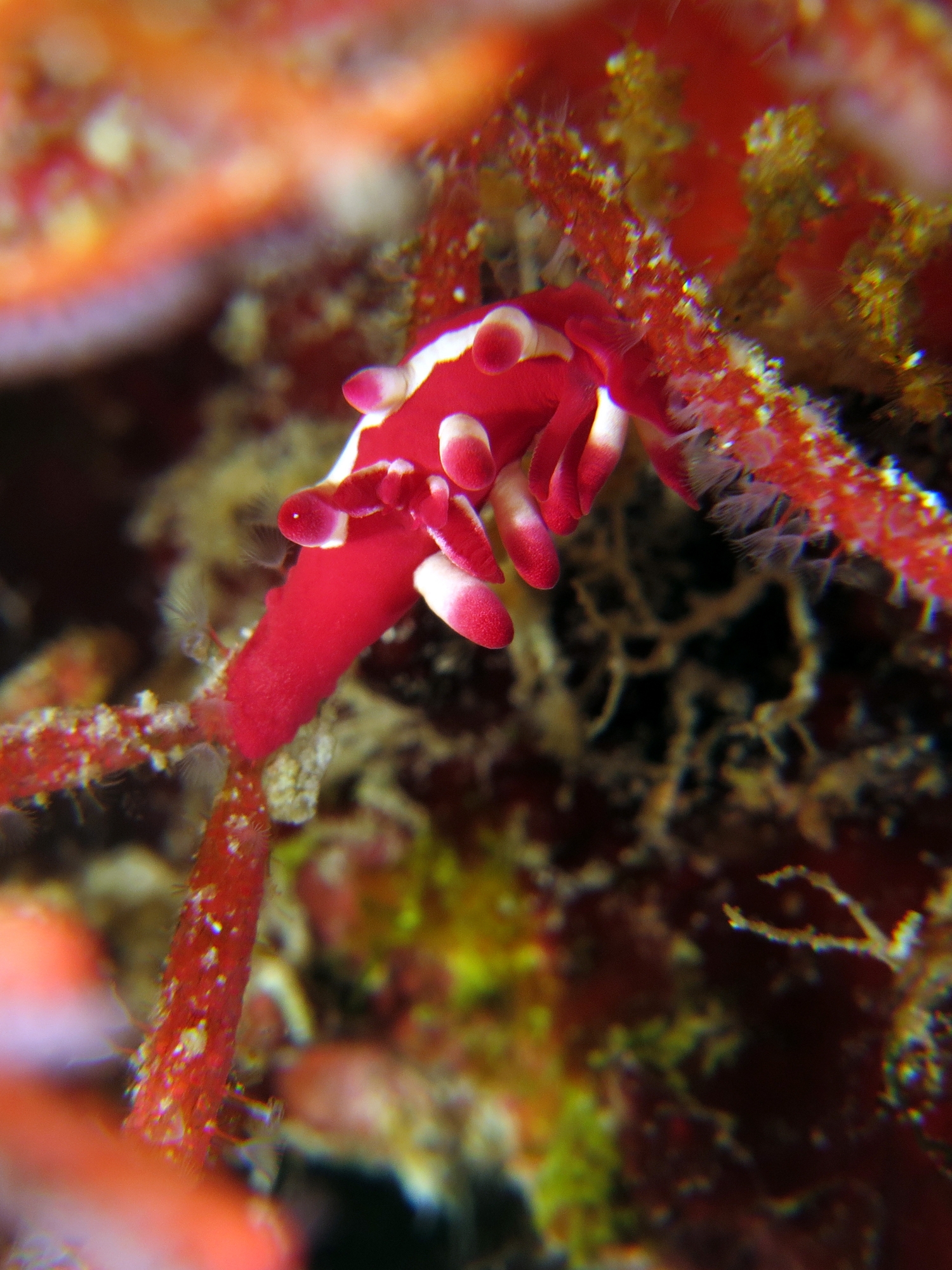 Okenia kondoi, Tropidozoum cellariiforme