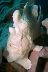 Antennarius commerson, Haliclona fascigera