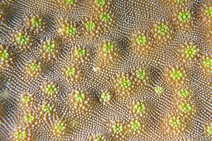 Surface d'un corail dur