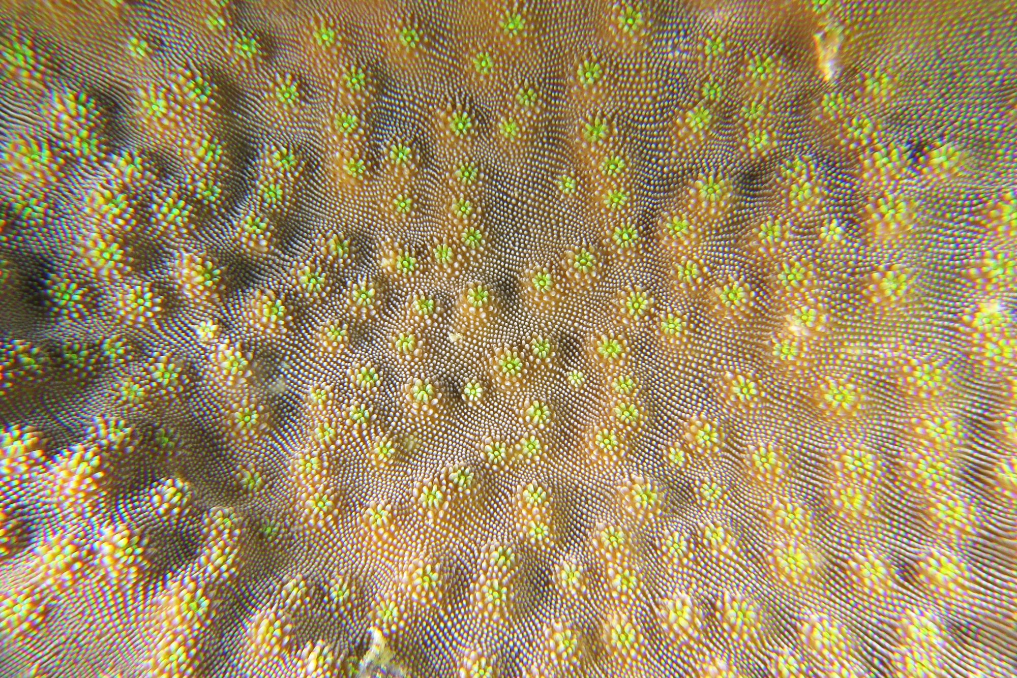 Surface d'un corail dur