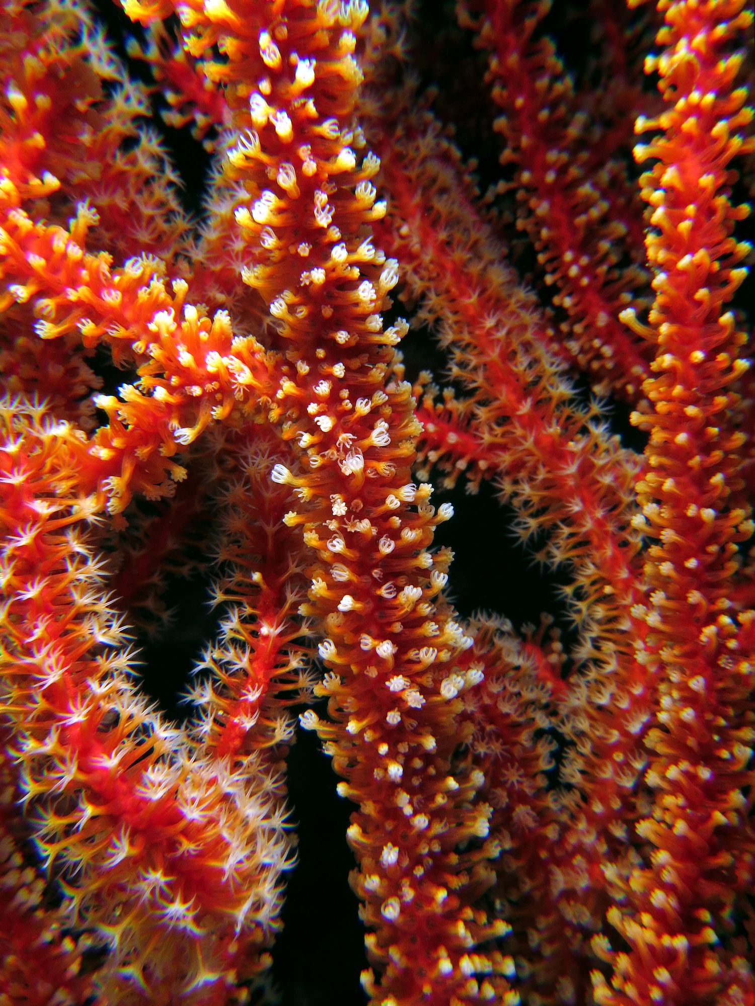 Colonies arborescentes et sédentaire de polypes, ici une Gorgone