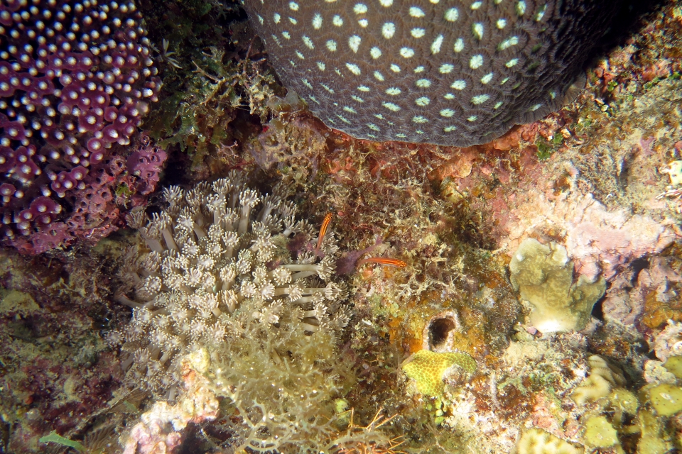 Eviota pellucida