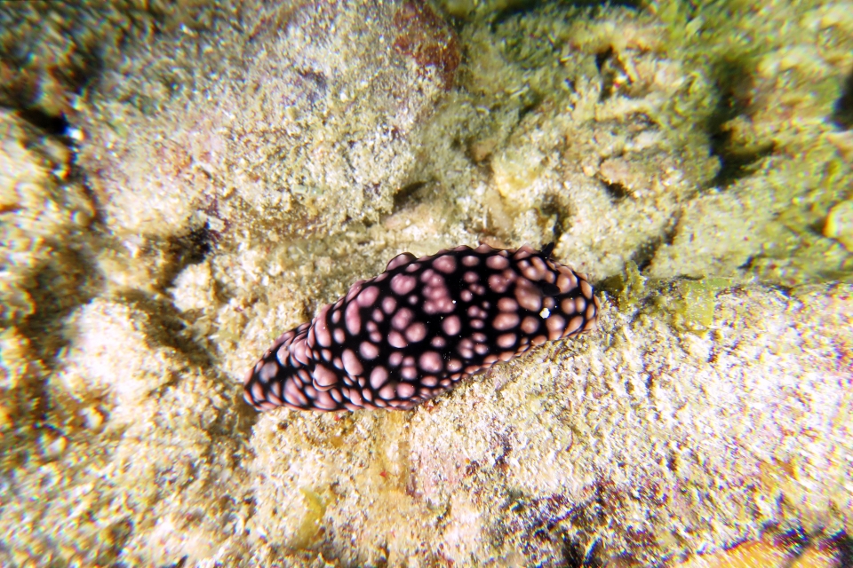 Phyllidiella pustulosa