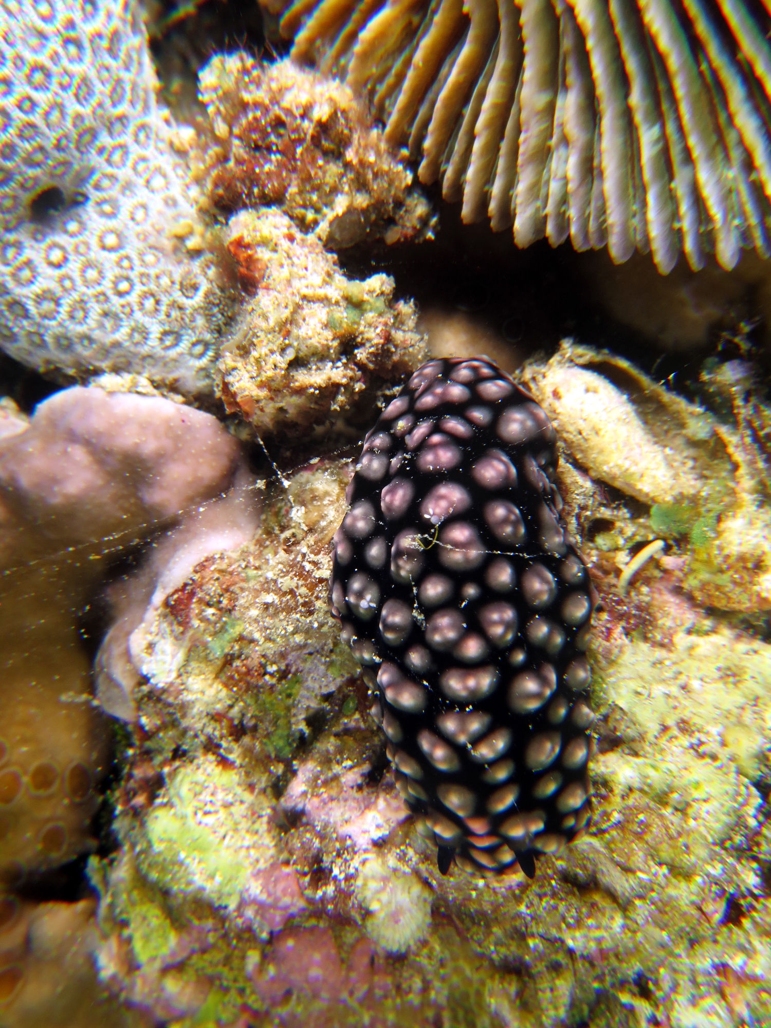 Phyllidiella pustulosa