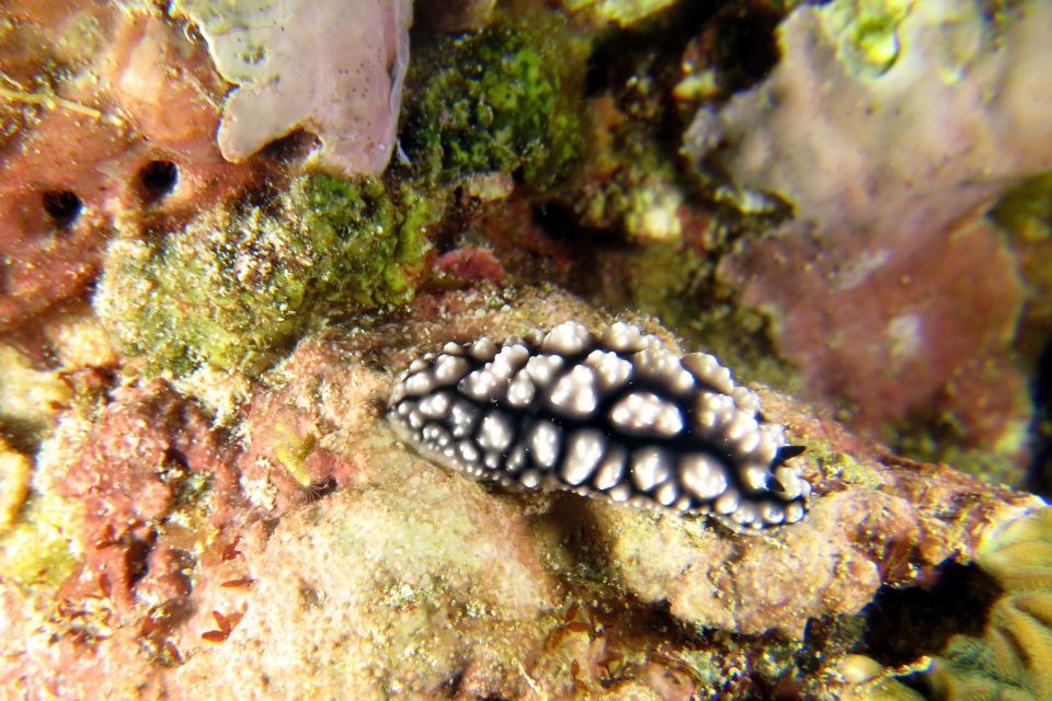Phyllidiella pustulosa