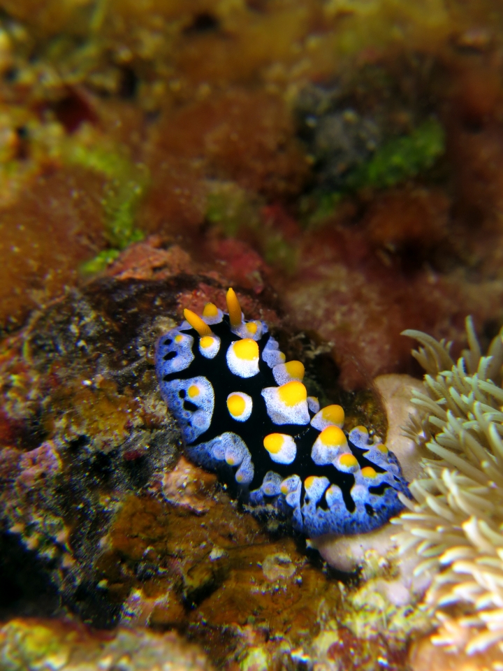 Phyllidia picta