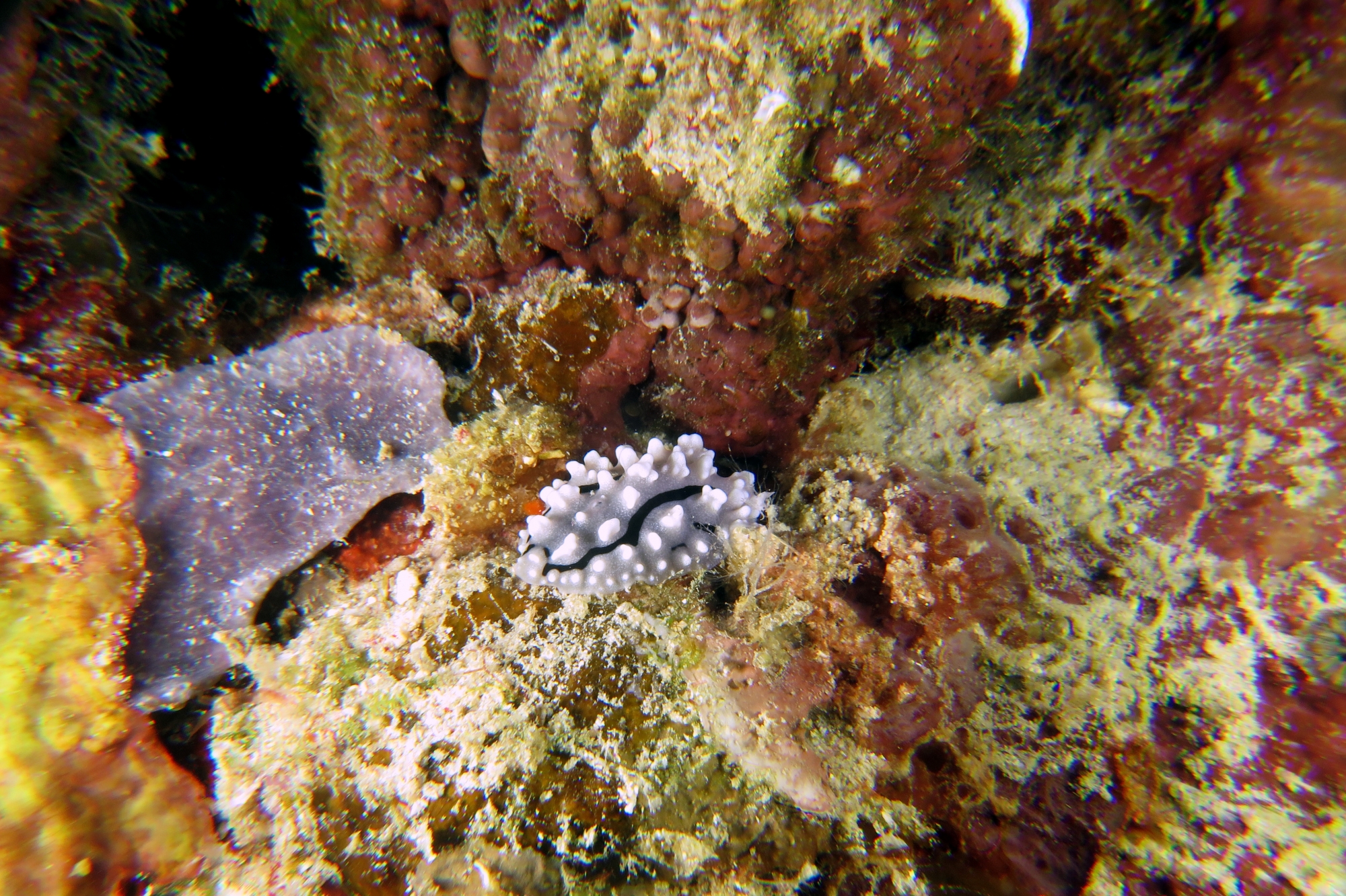 Phyllidiopsis shireenae