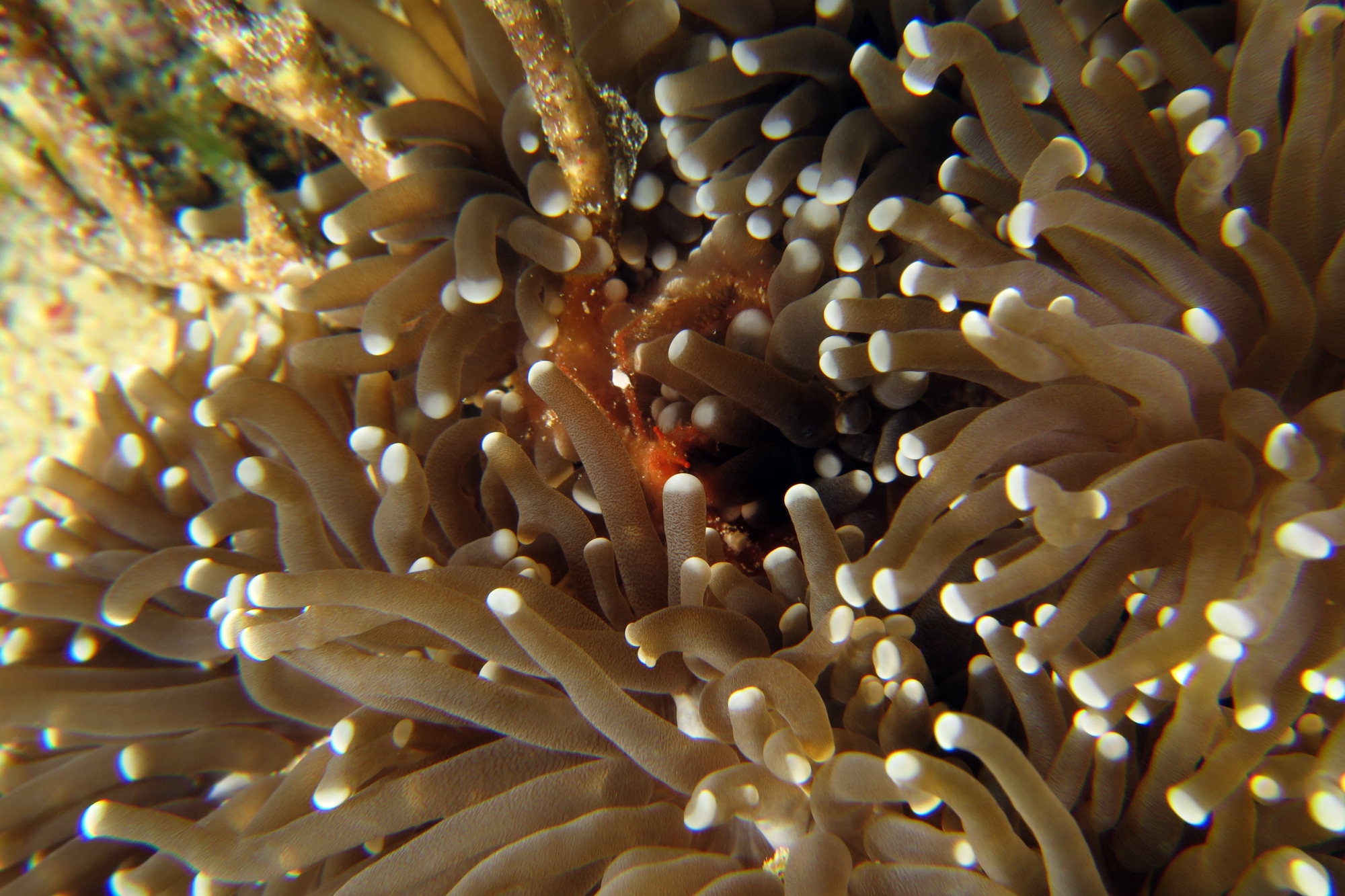Achaeus japonicus, Euphyllia glabrescens