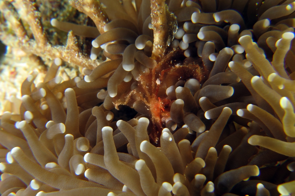 Achaeus japonicus, Euphyllia glabrescens