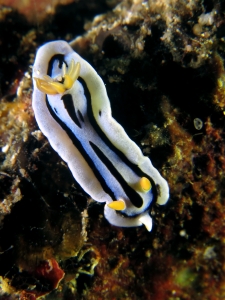 Chromodoris lochi