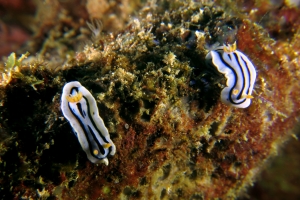 Chromodoris lochi