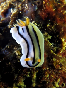 Chromodoris lochi