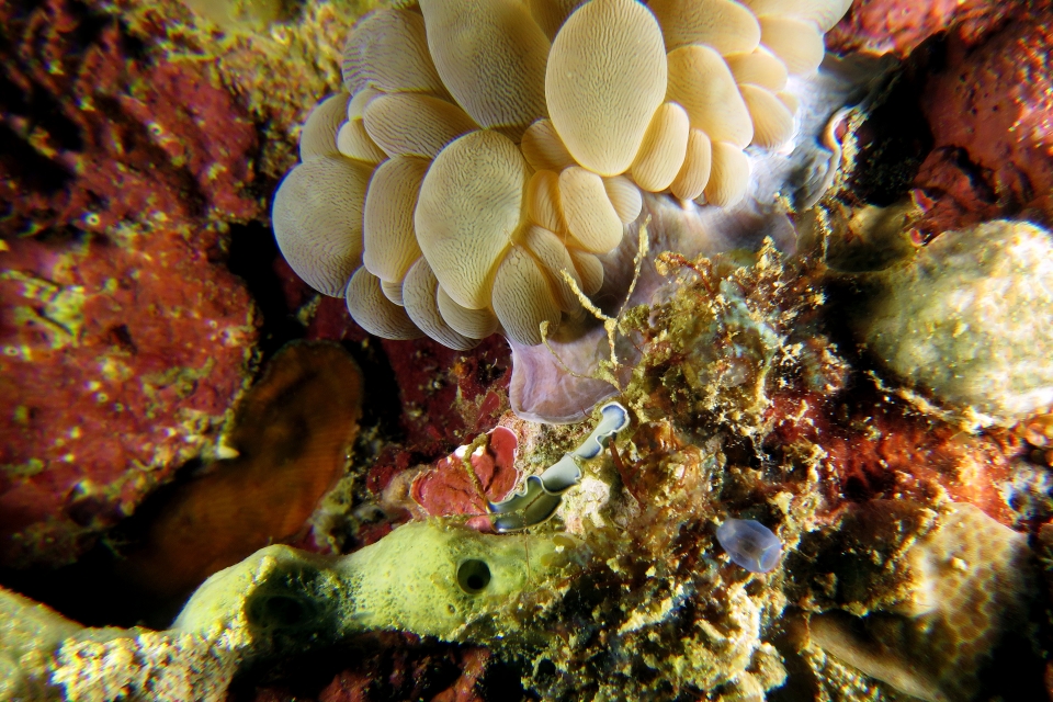 Cycloporus venetus