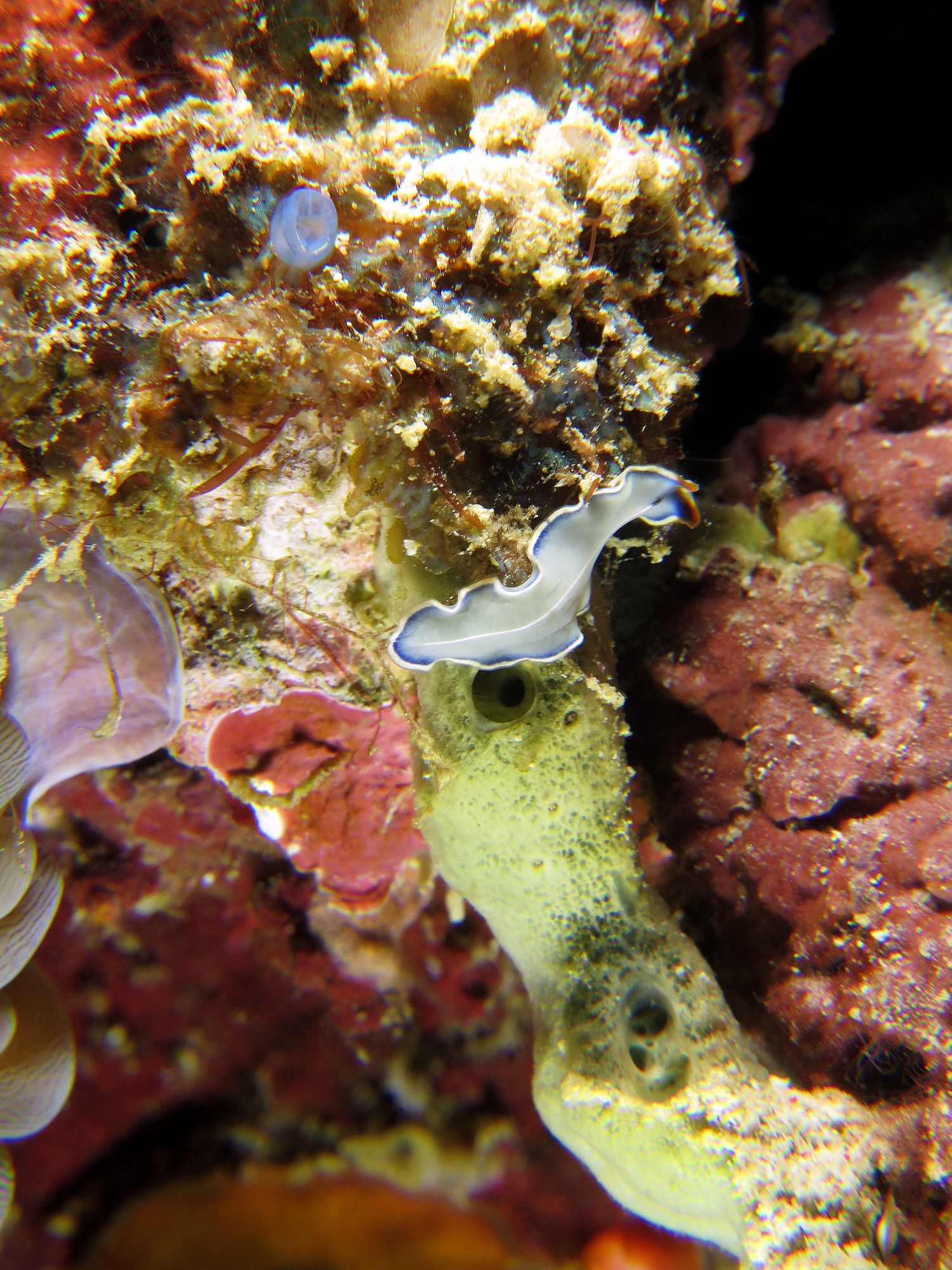 Cycloporus venetus