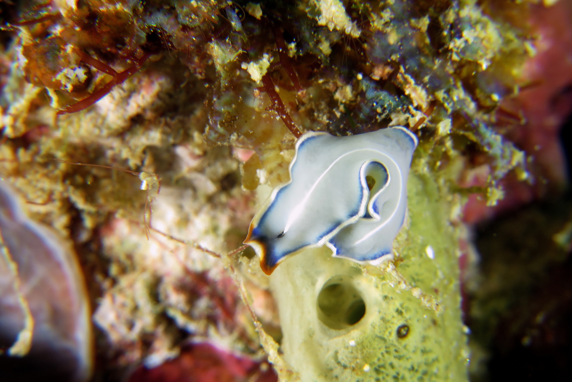 Cycloporus venetus
