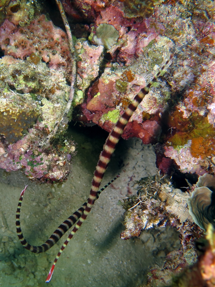 Doryrhamphus dactyliophorus
