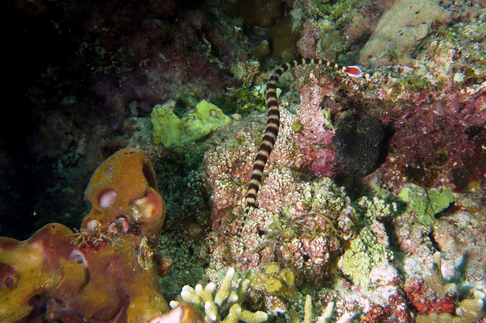 Doryrhamphus dactyliophorus