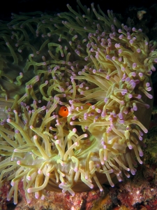 Amphiprion ocellaris, Heteractis magnifica