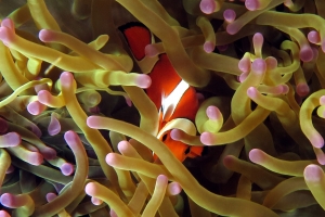 Amphiprion ocellaris, Heteractis magnifica