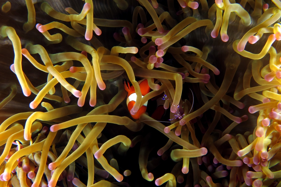 Ancylomenes sarasvati, Amphiprion ocellaris, Heteractis magnifica