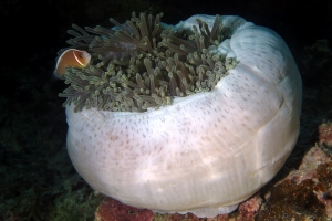 Amphiprion perideraion, Heteractis magnifica